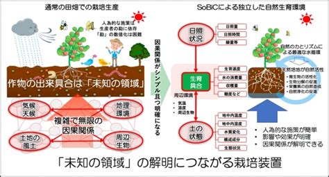 陽性植物|生育環境